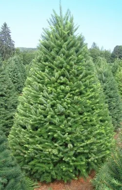 the-douglas-fir