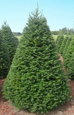 the-grand-fir