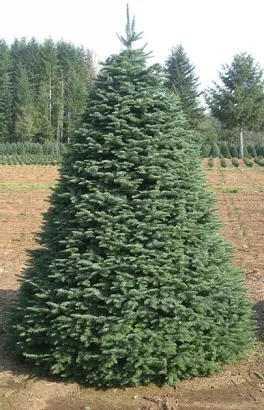 the-noble-fir