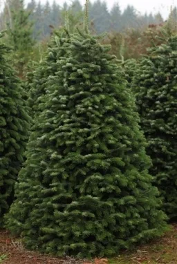the-nordmann-fir