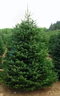 the-turkish-fir