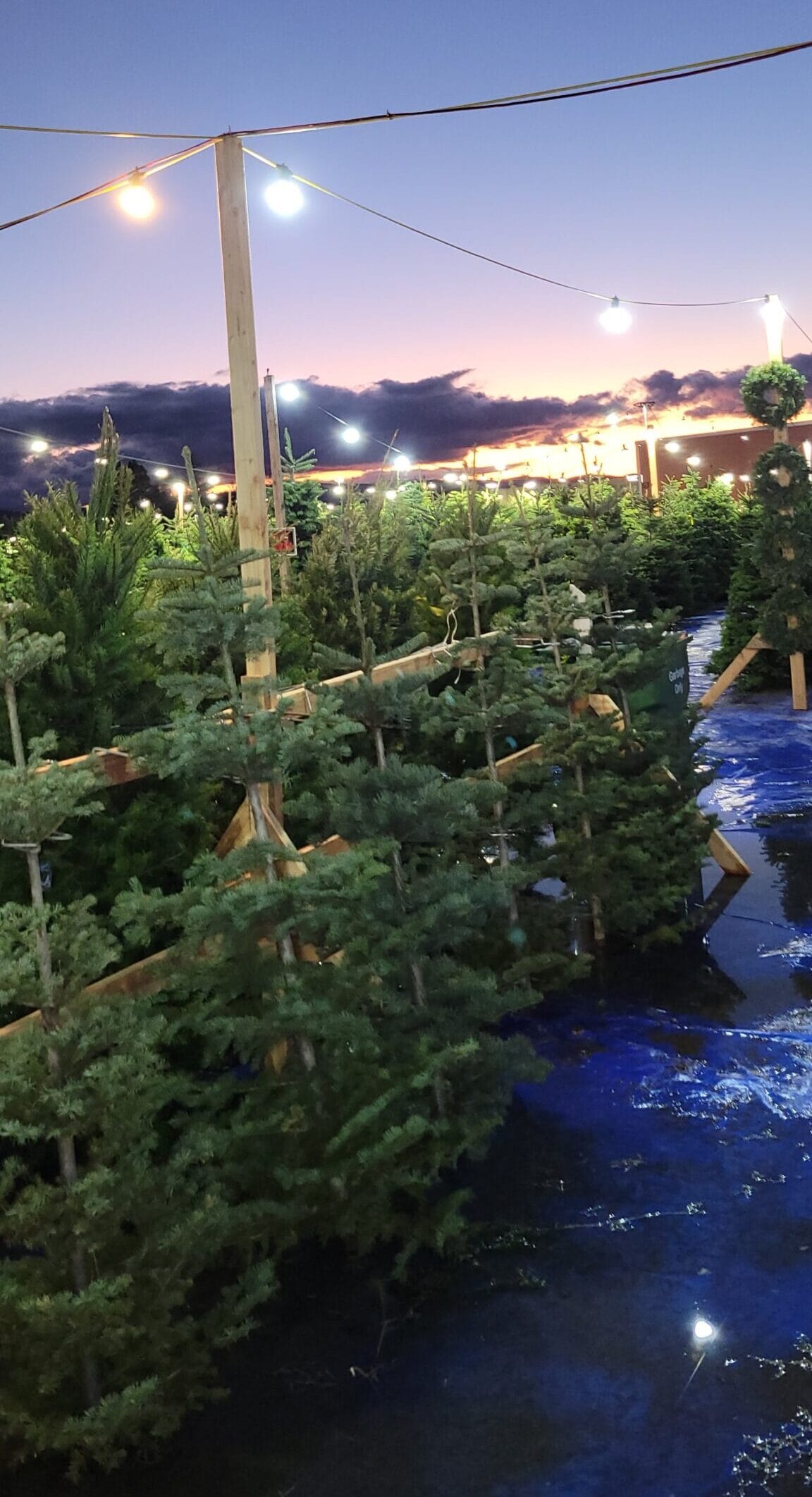 Golden State Family Farms Tree Lot